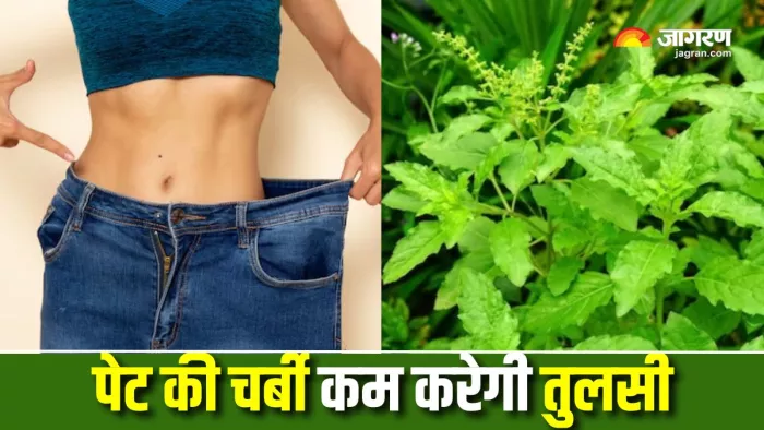 Tulsi Leaves for Belly Fat: पेट की जिद्दी चर्बी पिघलाएंगे तुलसी के पत्ते (Picture Courtesy: Freepik)