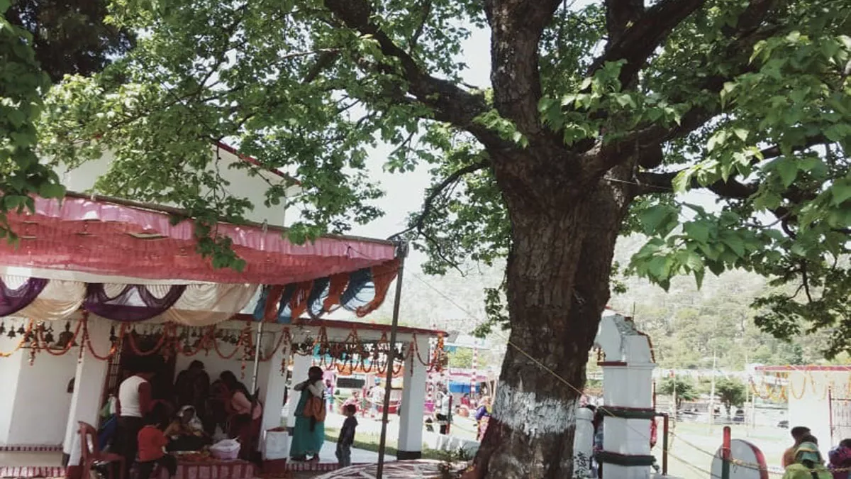 उत्‍तराखंड के सोमेश्‍वर स्थित ग्वेल देवता मंदिर में हरा-भरा हुआ 15 सालों से सूखा  पेड़, लोग मान रहे चमत्‍कार - tree dry for 15 years in golu Devta Temple  Someshwar ...