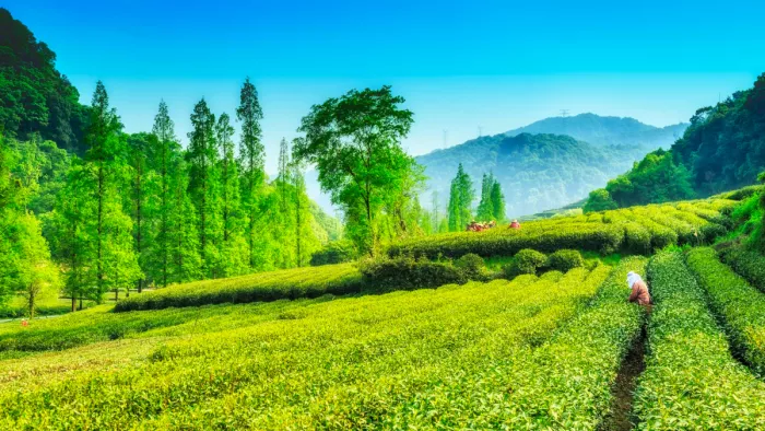 Palampur Travel: पालमपुर आकर देखें हिमाचल का अलग ही नजारा