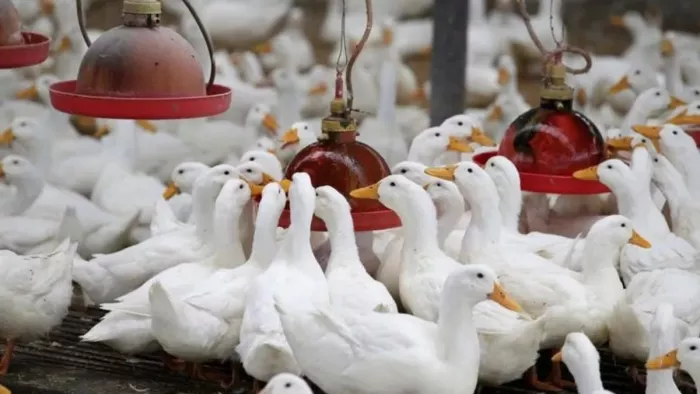 Bird Flu In Kerala: केरल के अलाप्पुझा में बर्ड फ्लू फैलने से मचा हड़कंप