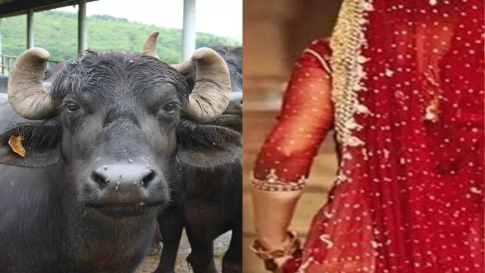 दहेज में भैंस नहीं मिलने से गुस्साए ससुरालवालों ने नवविवाहिता को घर से निकाला। (सांकेतिक फोटो)