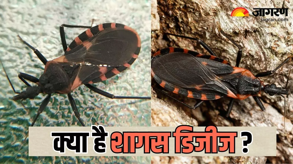 क्या है Chagas Disease जो साइलेंट किलर बन ले सकती है जान, जानें इससे जुड़ी सभी जरूरी बातें