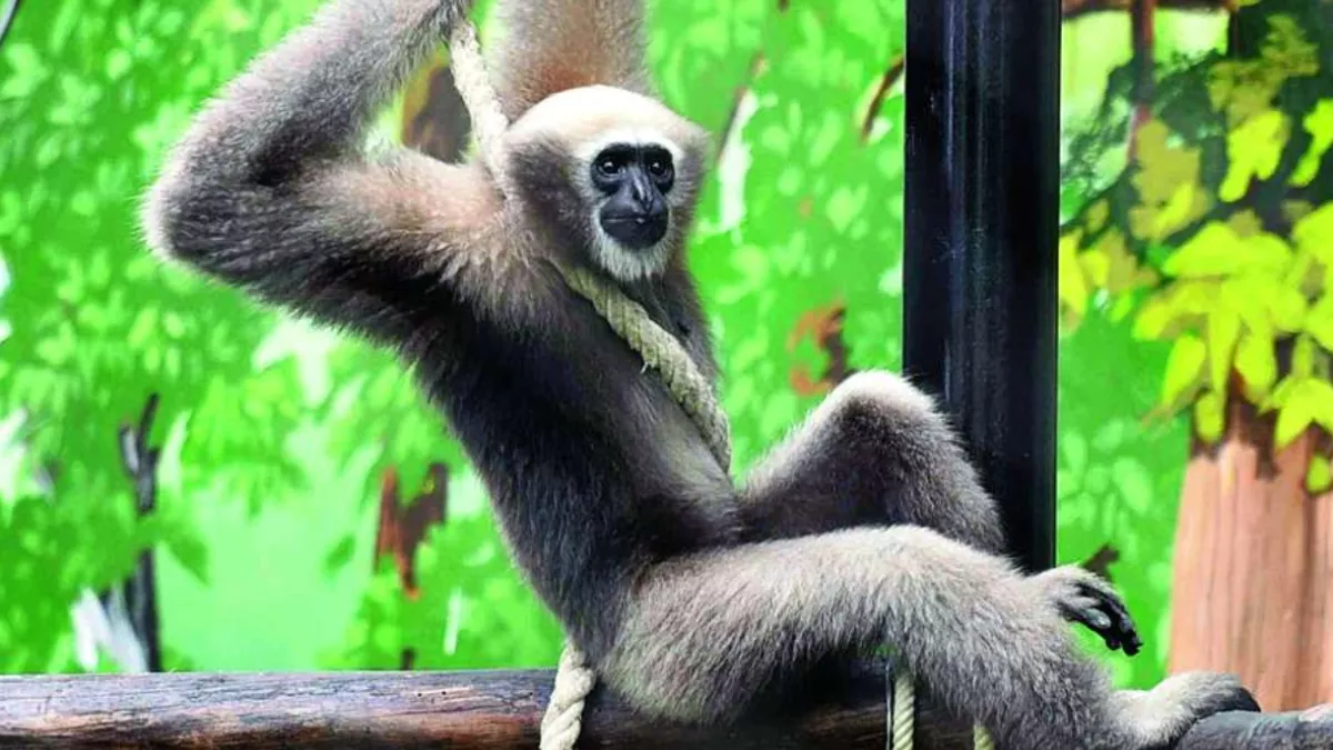 Delhi Zoo: 'अंजूहा' के लिए असम से आएगा नया साथी, अब दुर्लभ हूलाक गिब्बन बाड़ा में मचाएगा उछल-कूद