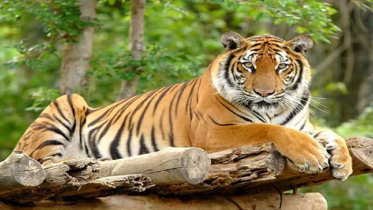 tiger attack in uttarakhand tiger attack on nine people in ramnagar