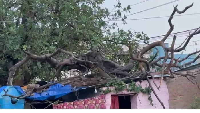 आंधी-तूफान की वजह से घर में गिरा पीपल का पेड़