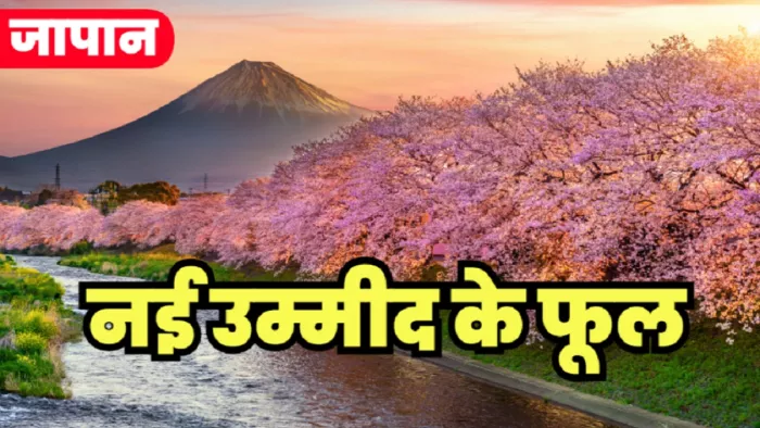 जापान में नई उम्मीद का प्रतीक माना जाता है इन फूलों का खिलना।