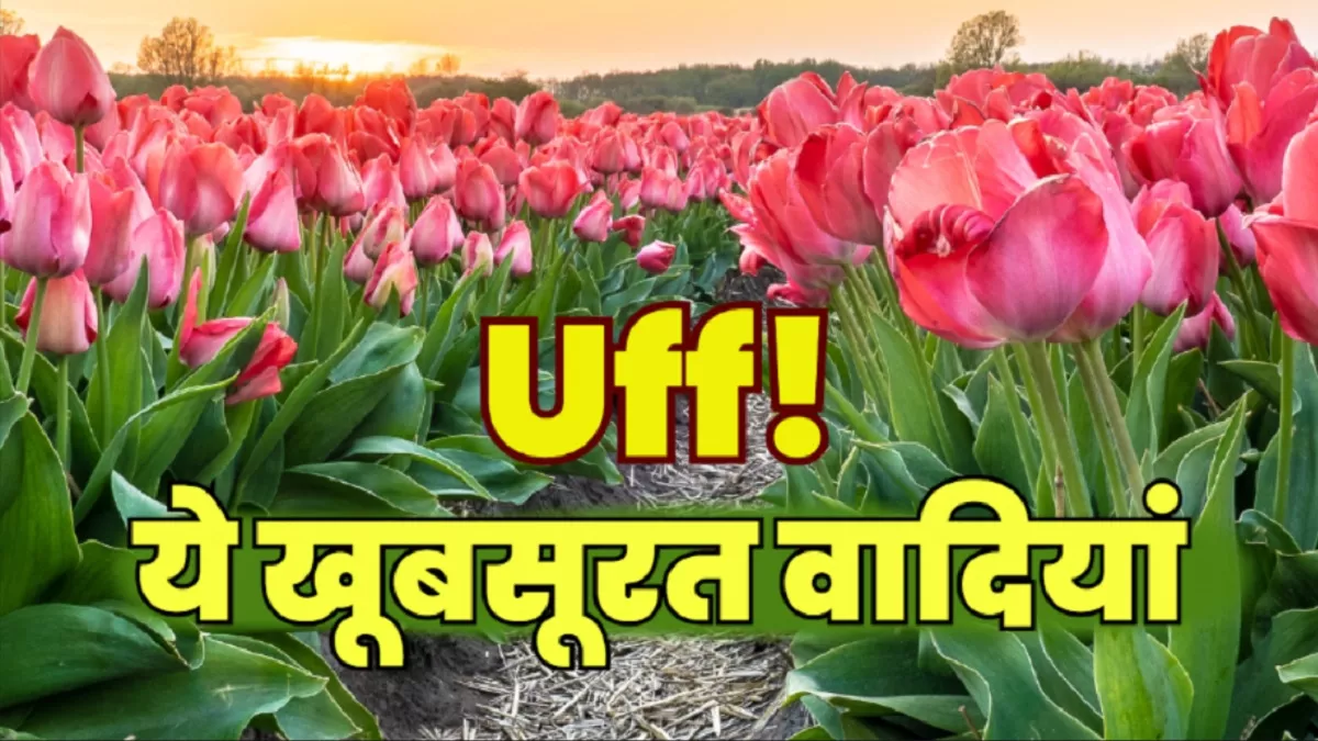कश्मीर में ट्यूलिप गार्डन: रंगों का अद्भुत संगम