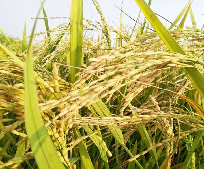डॉ. राजेंद्र प्रसाद केंद्रीय कृषि विवि, पूसा के धान बीज राजेंद्र नीलम को मिली राष्ट्रीय पहचान, जानिए इसकी विशेषताएं