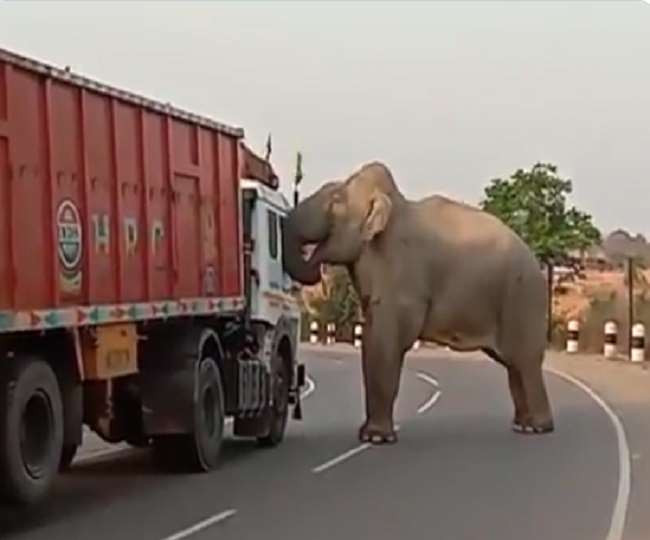 मानो ऐसा लगता है कि ट्रक ड्राइवर ने हाथी से माफ़ी मांगी।