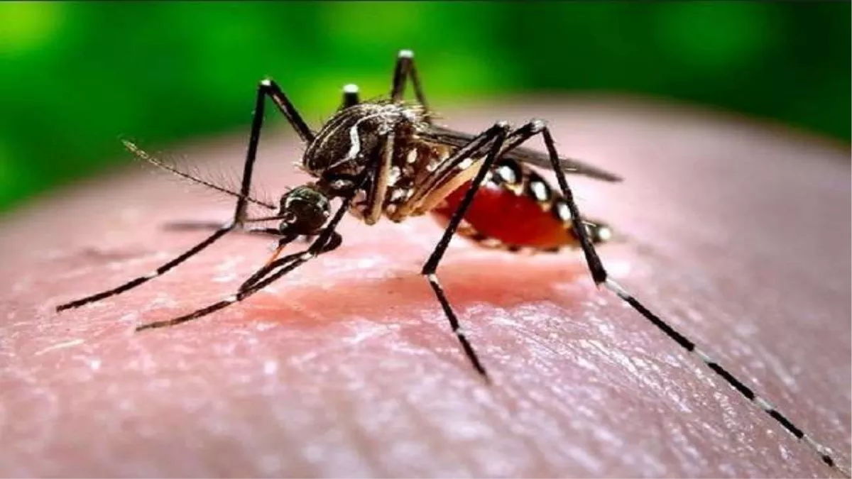 Dengue Cases in Ludhiana: भीषण गर्मी में डेंगू पसारने लगा पैर, सेहत विभाग ने लोगों को किया सतर्क