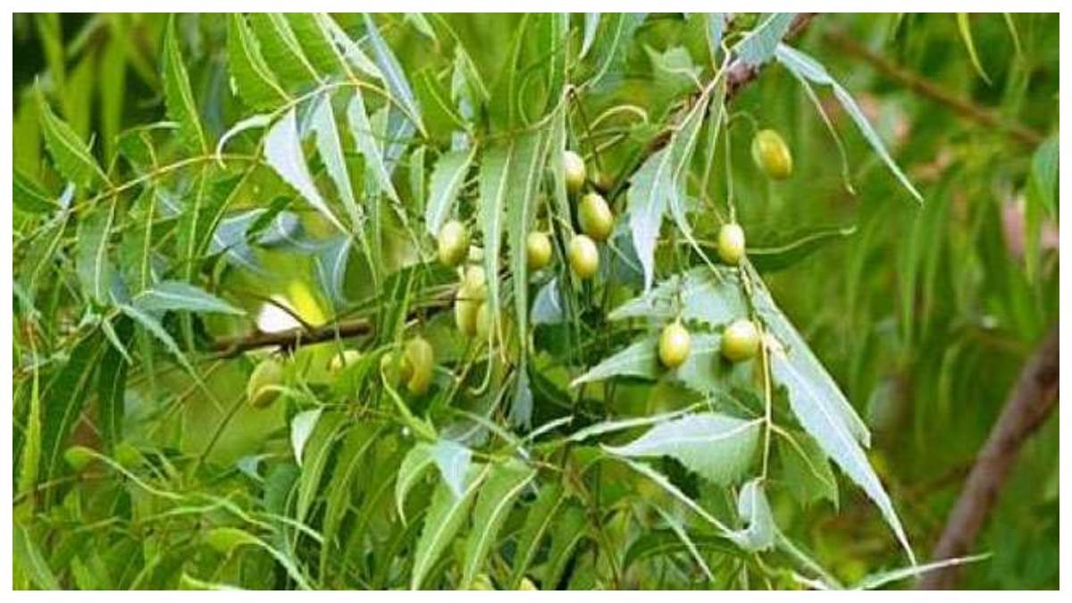 Astro Benefits of Neem Tree घर में लगाएं नीम का पेड़, दूर रहेंगी बुरी