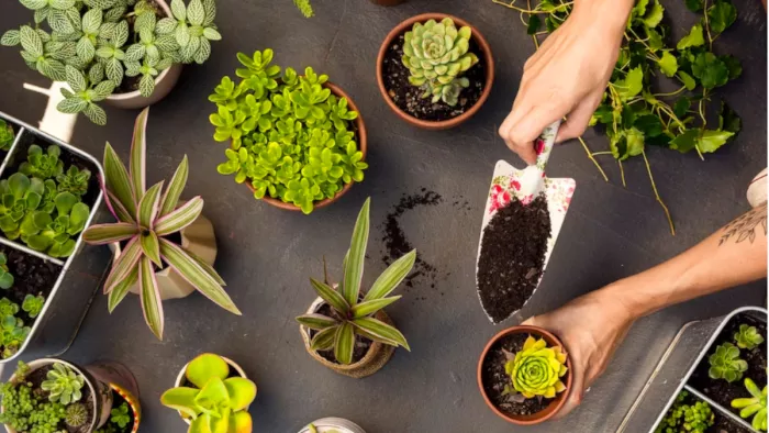 Gardening Tips: गमले में पौधा लगाते वक्त ध्यान रखें ये बातें