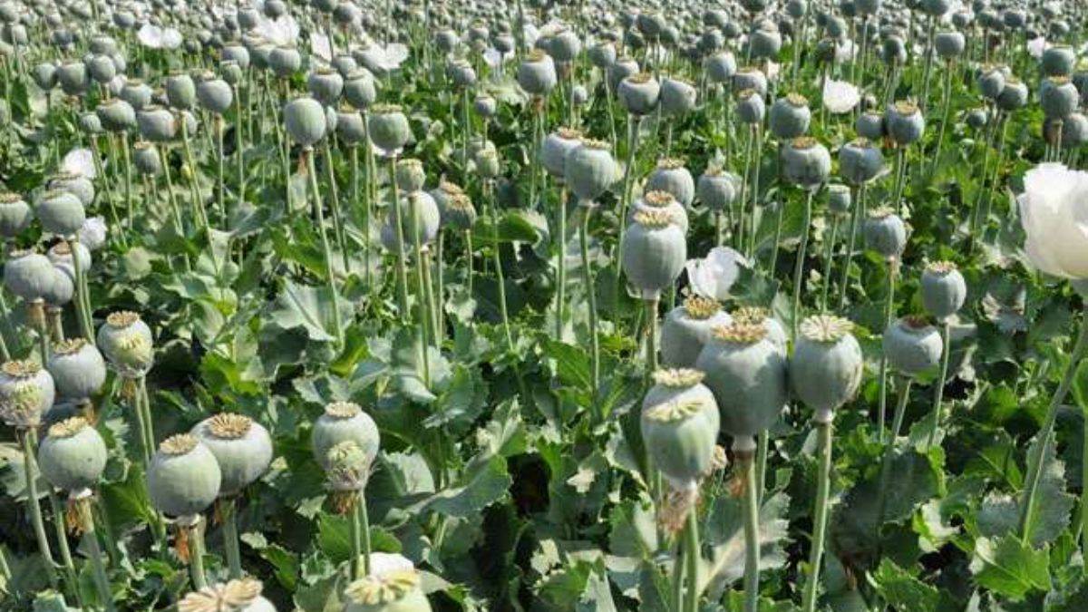 jammu kashmir police and excise department active against opium cultivation in jammu and kashmir