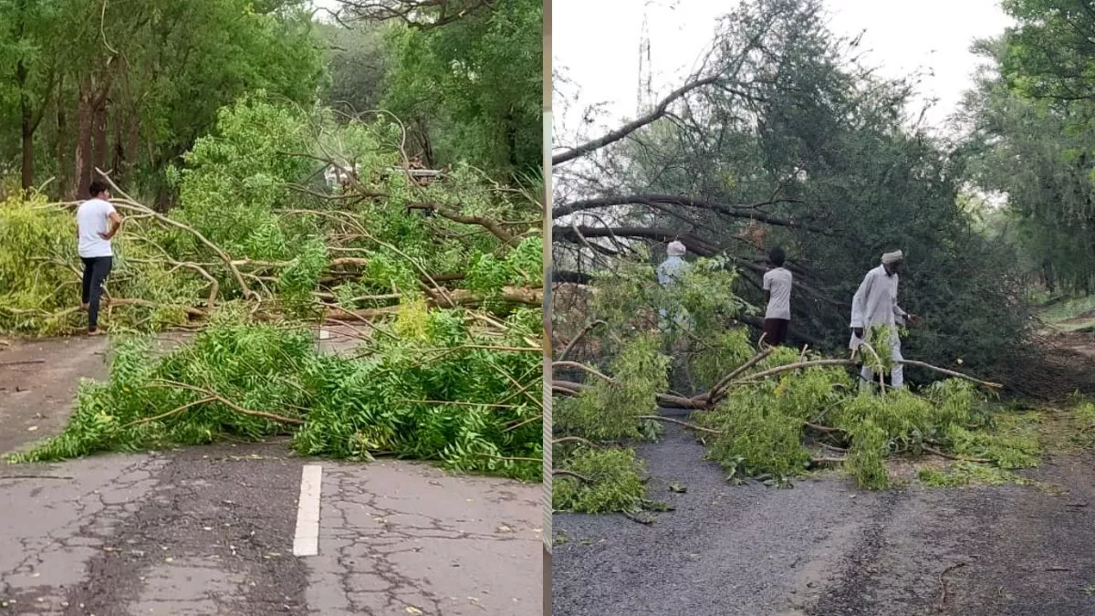 Haryana Weather: अंधड़ से सिरसा में कई मार्ग हुए अवरूद्ध, बिजली सप्लाई जिले भर में रही प्रभावित