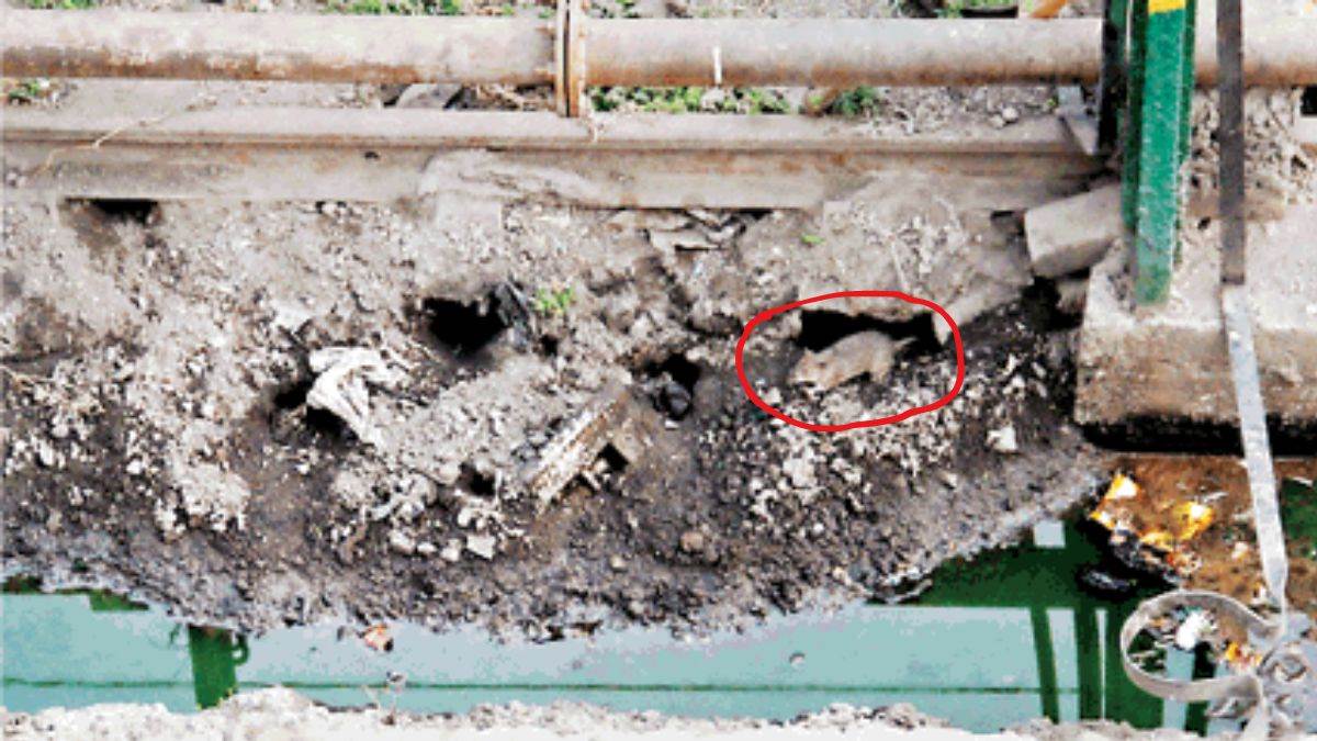 even after spending lakhs there rat infestation at gorakhpur station