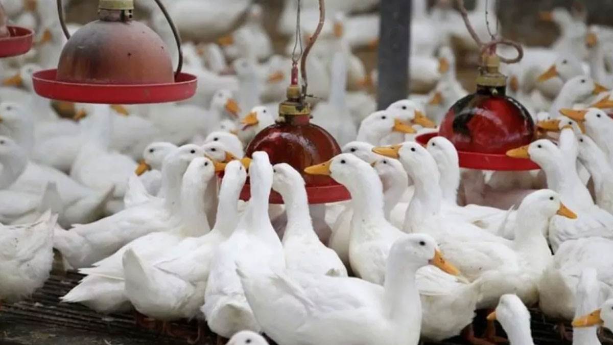 https://www.jagranimages.com/images/newimg/18052025/18_05_2025-bird-flu_23940749.jpg
