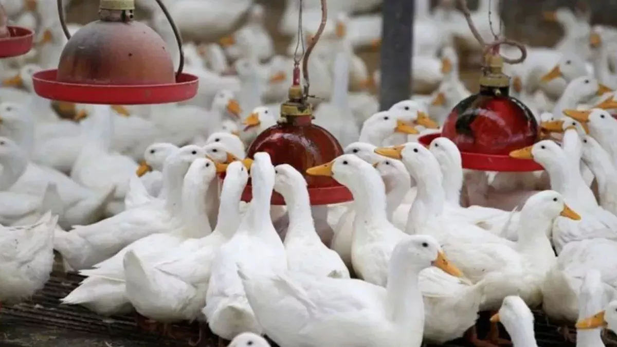Bird Flu: बागपत में अलर्ट जारी, टीमें गठित; इंसानों में ये होते हैं लक्षण