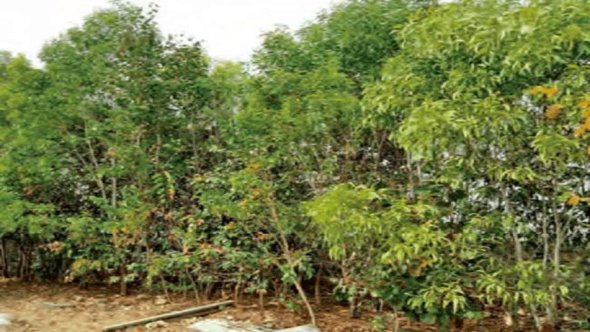 plantation will be done by japanese method to stop air pollution in prayagraj know what is miyawaki technique