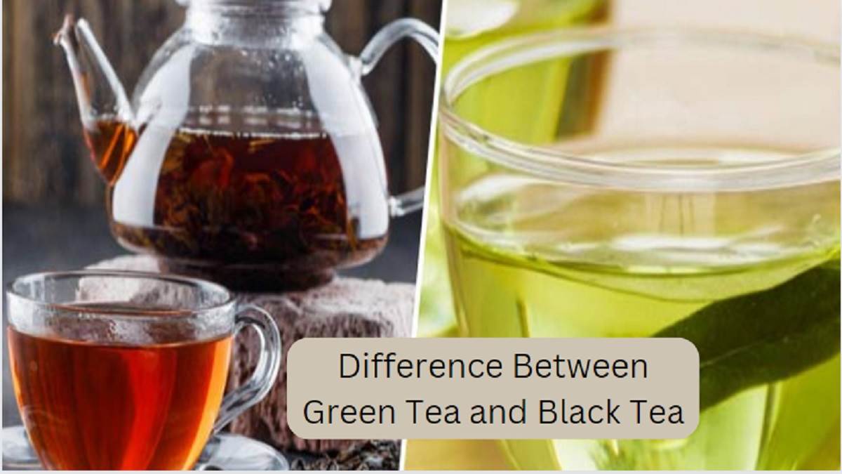 Explainer क्या आप जानते हैं ग्रीन टी और ब्लैक टी में अंतर, फायदे और