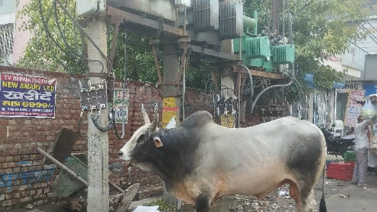 झज्जर सेक्टर- 9 में नारकीय जीवन जीने को मजबूर निवासी, बोले- 'लाखों रुपये खर्च करके आएं, सुविधा गांव जैसी भी नहीं'