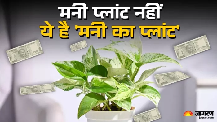 Vastu Tips: मनी प्लांट के वास्तु टिप्स जो दिलाएंगे आपको धन और समृद्धि।