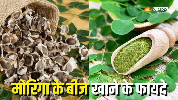 मोरिंगा के बीजों से दूर होंगी सेहत की कई परेशानियां (Picture Courtesy: Freepik)