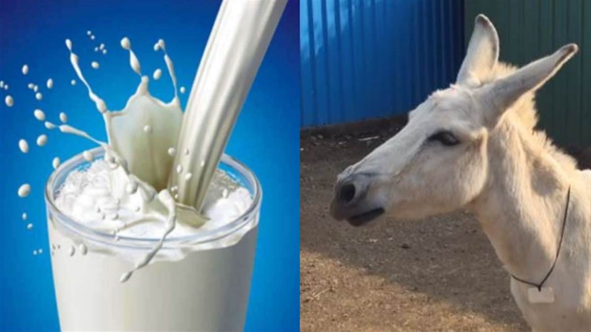 https://www.jagranimages.com/images/newimg/18072022/18_07_2022-donkey_milk_first_dairy_22901754.jpg