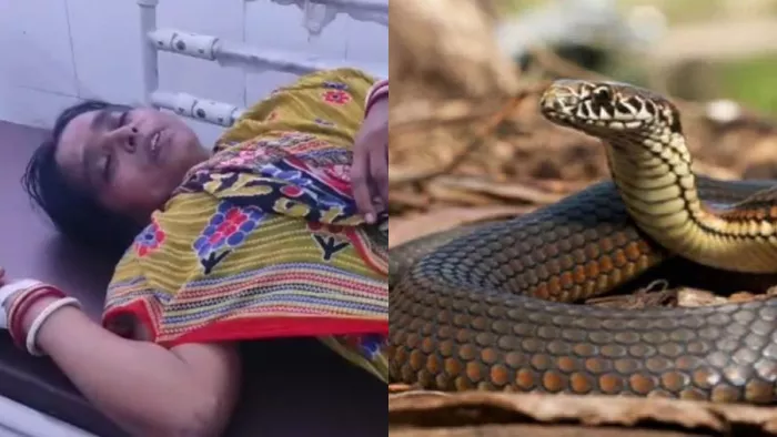 दंपती को सांप ने डसा, इलाज से पहले पति ने तोड़ा दम; पत्नी की हालत नाजुक