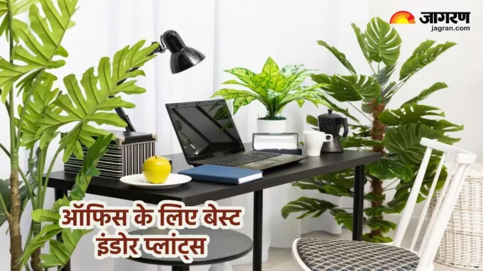 ऑफिस डेस्क के लिे प्लांट्स (Pic credit- freepik)