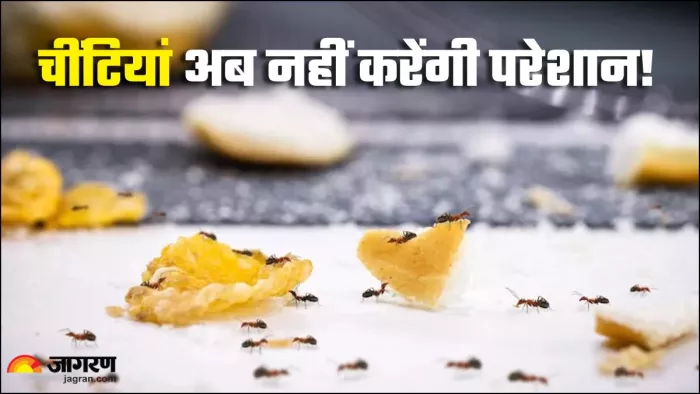 बरसात में चींटियों से छुटकारा पाने के घरेलू उपाय (Picture Credit- Freepik)