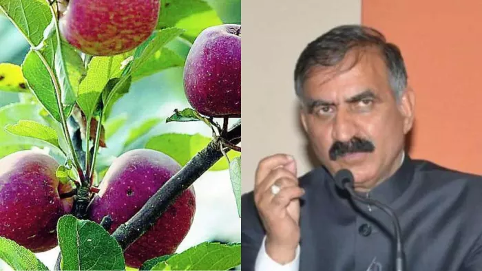 हिमाचल में सेब के पेड़ों की कटाई पर सुक्खू सरकार का कड़ा रुख, मामले को ले जाएगी सुप्रीम कोर्ट
