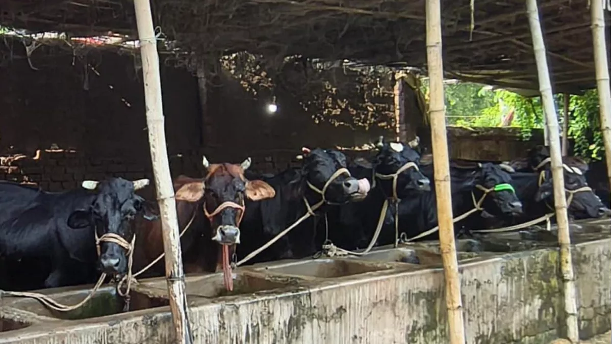 देसी गाय पालन के साथ भैंसपालन पर भी मिलेगा अनुदान, जिले में 50 लोगों को मिलेगा योजना का लाभ