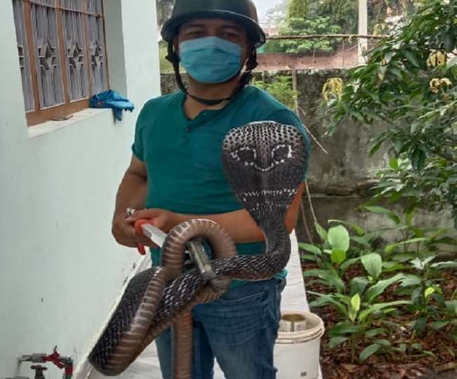 कोबरा, करैत, रसैल वाइपर जैसे जहरीले सांप आए दिन हल्द्वानी के घरों में