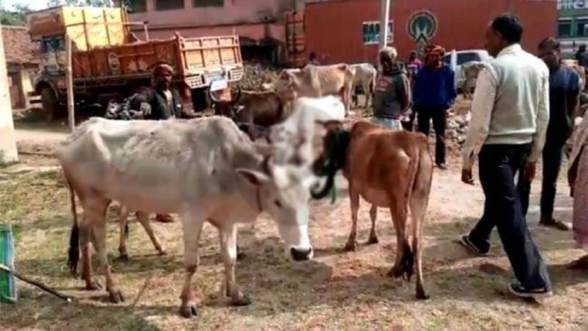 बंगाल पुलिस ने बड़ी संख्या में गायों को जब्त कर नौ लोगों को गिरफ्तार किया है। ( प्रतीकात्मक फोटो)