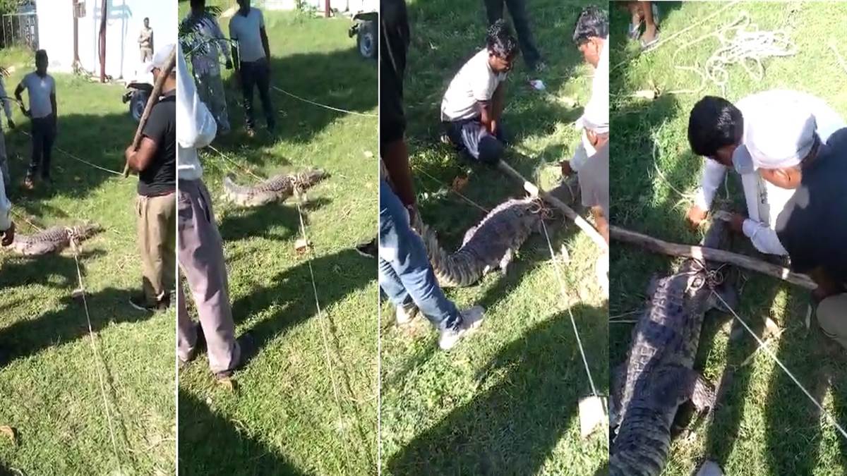 कानपुर में गंगा बैराज के पास मगरमच्छ बाहर निकल आया।