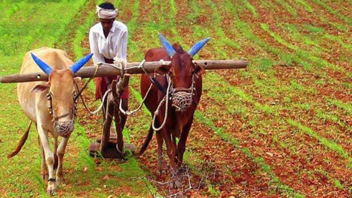 Jharkhand News: झारखंड सरकार किसानों को मसूर, कुर्थी, चना, मटर जैसे फसलों के बीज देगी मुफ्त।