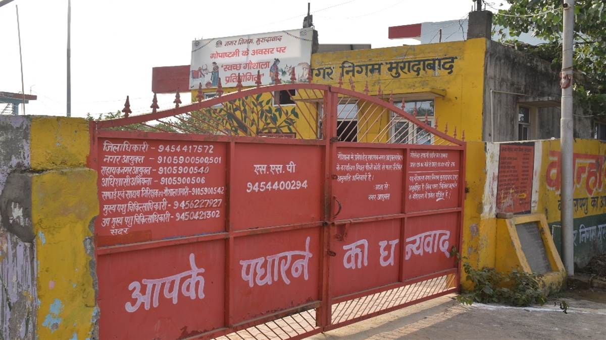 moradabad city news cow dung products at kanha gaushala for diwali