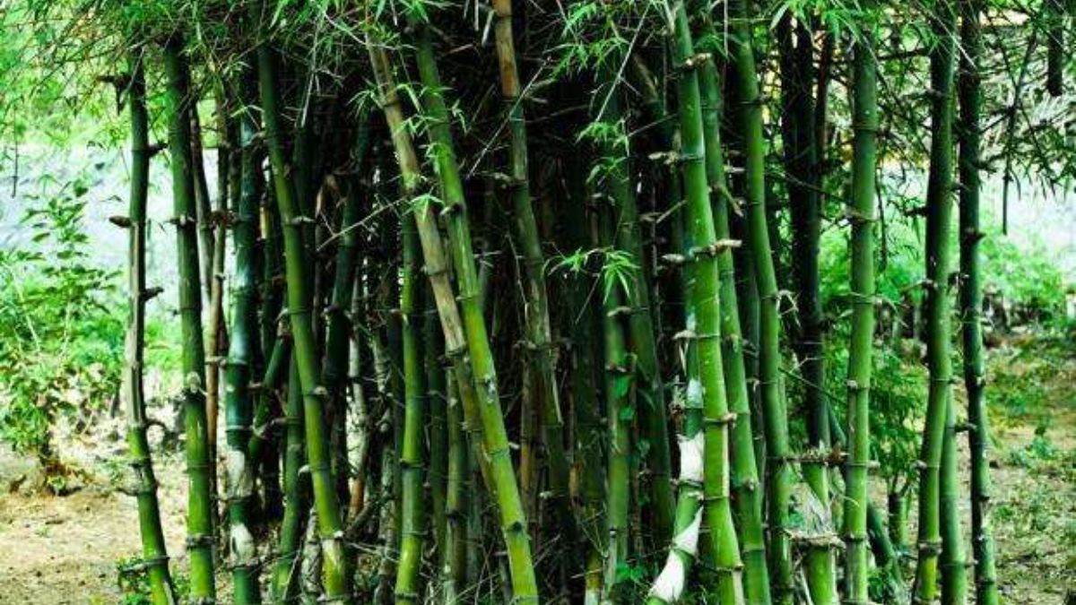 https://www.jagranimages.com/images/newimg/18082025/18_08_2025-bamboo_farming_24016836.jpg