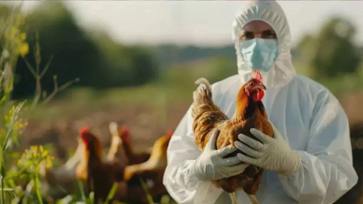 Rampur Bird Flu: रामपुर में बर्ड फ्लू का डर, 90 लोगों की रिपोर्ट नेगेटिव; मुर्गियों और अंडों की सप्लाई पर रोक