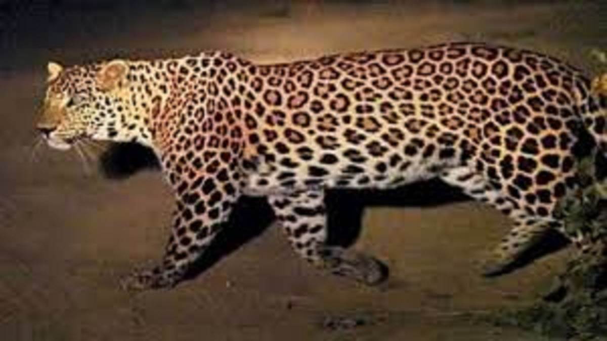 prayagraj leopard scare grips villagers vigilance increased by forest department