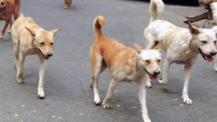 शहरवासी आवारा कुत्तों के आतंक से परेशान हैं।