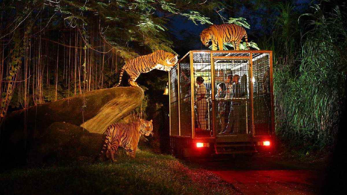 rajasthan ranthambore national park guide leaves tourist group in forest during tiger safari