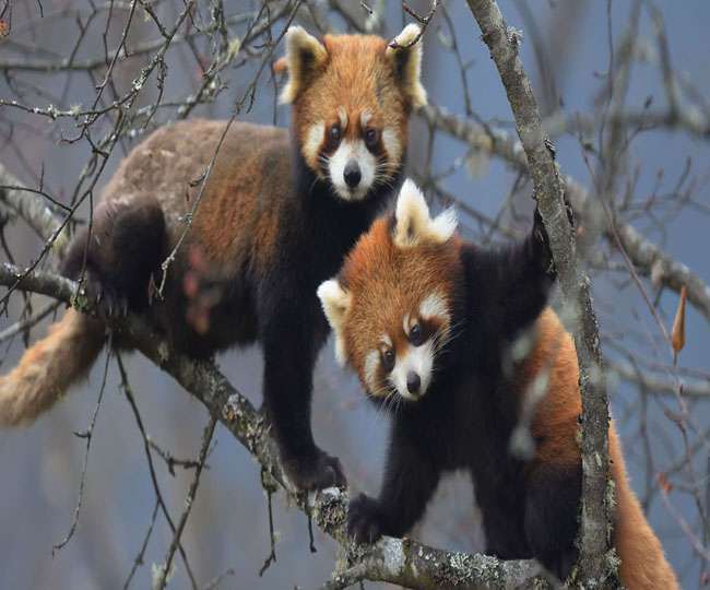 International Red Panda Day 2021: जानें, हिमालयी प्राणी लाल पांडा से