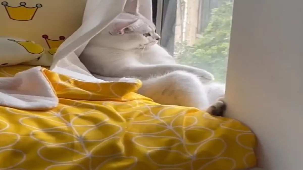 Viral Video: खिड़की के किनारे बैठी बिल्ली उठा रही है बारिश का आनंद, मजेदार वीडियो आया सामने