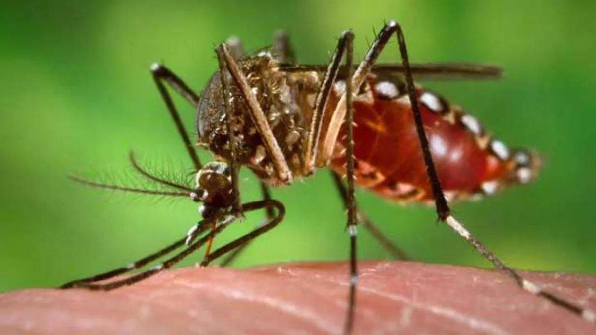 Dehradun Dengue: नहीं थम रहा Dengue का प्रकोप, दून में म‍िले 16 नए मरीज, आंकड़ा 295 पार पहुंचा