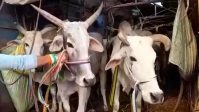 गाड़ी में बुरी तरह से बांध रखा पशुधन बरामद (फाइल फोटो)