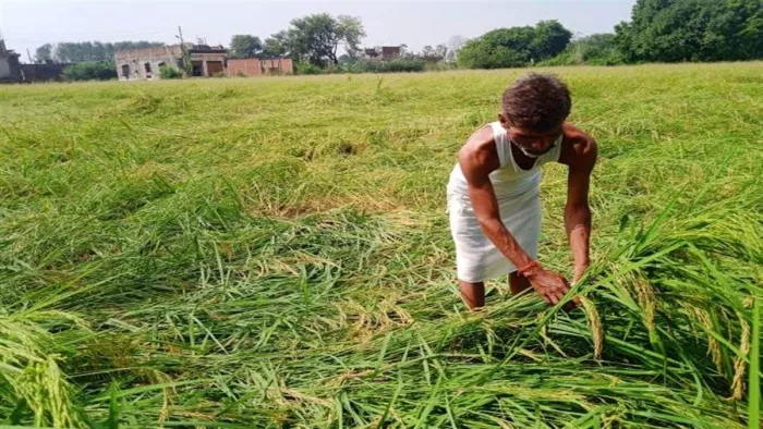 बारिश ने बढ़ाई किसानों की चिंता, धान की फसलें हुई प्रभावित
