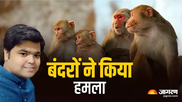 छत से कपड़े उतारने गए शख्स पर बंदरों ने किया हमला, इलाज के दौरान मौत (फोटो- जागरण)