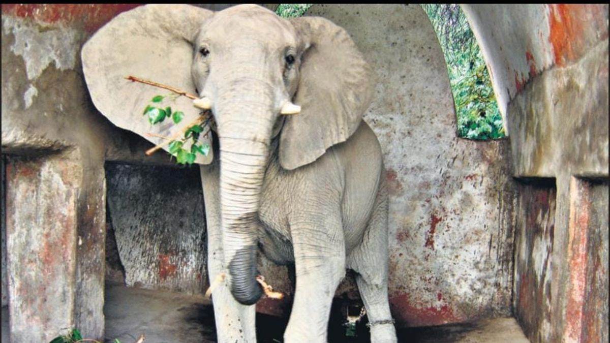 https://www.jagranimages.com/images/newimg/18092025/18_09_2025-african_elephant_24050902.jpg