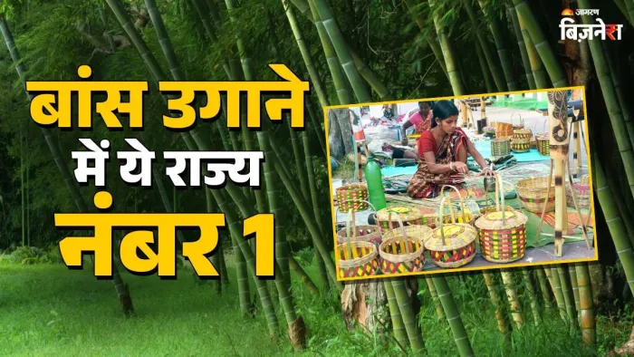 भारत में बड़े पैमाने पर बांस का उत्पादन होता है